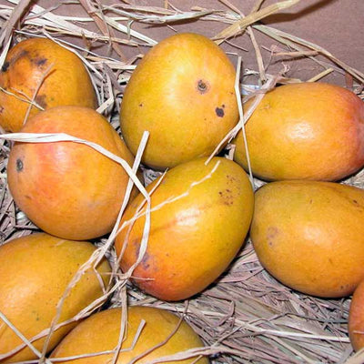 Tropical Fruit
